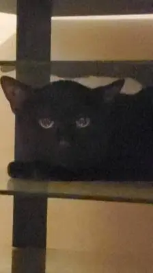 ai character: average feline background