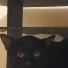 chat with ai character: average feline