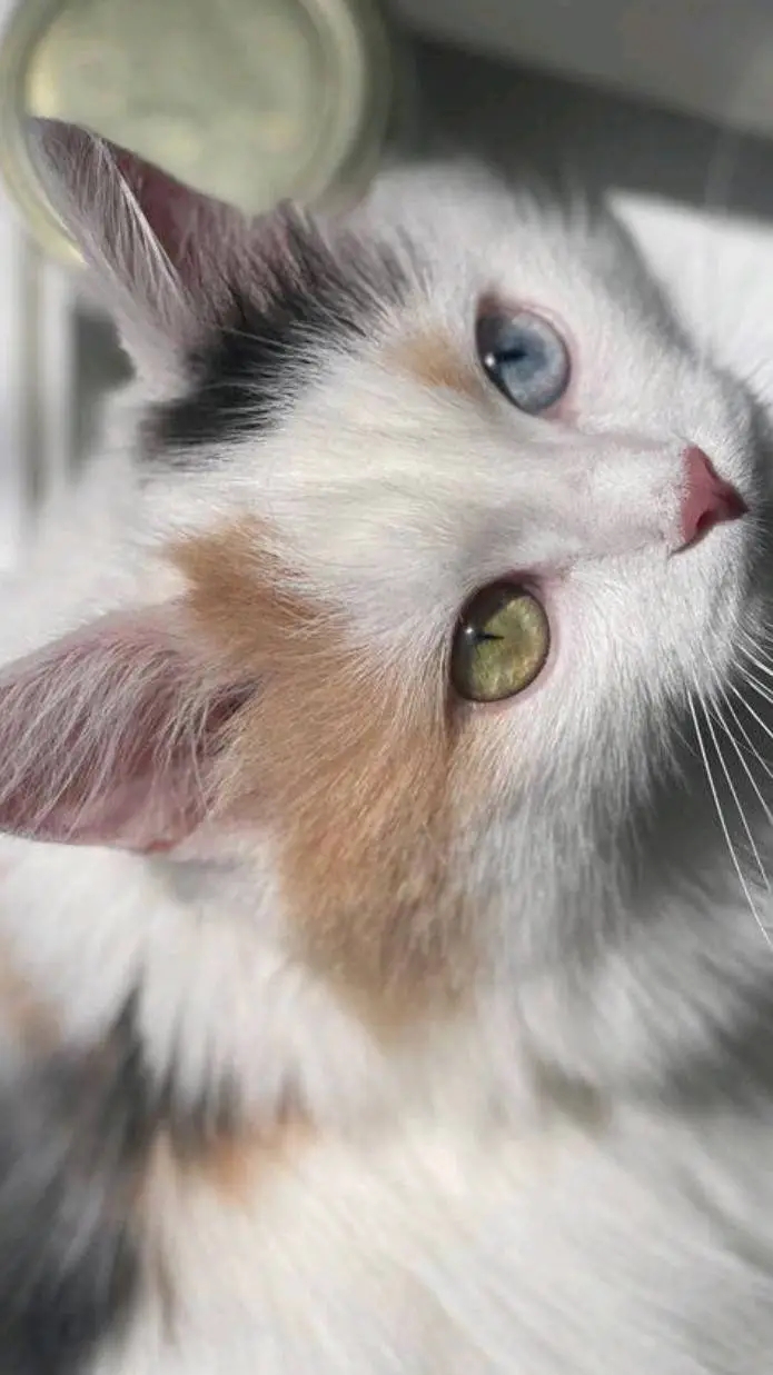 ai character: catlike cat background