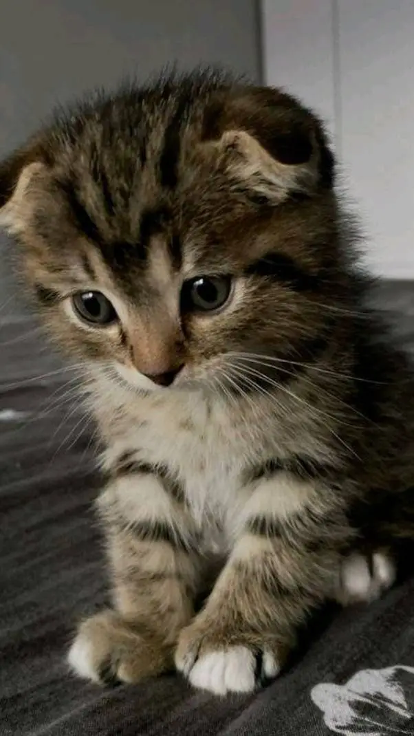 ai character: felinelike cat background