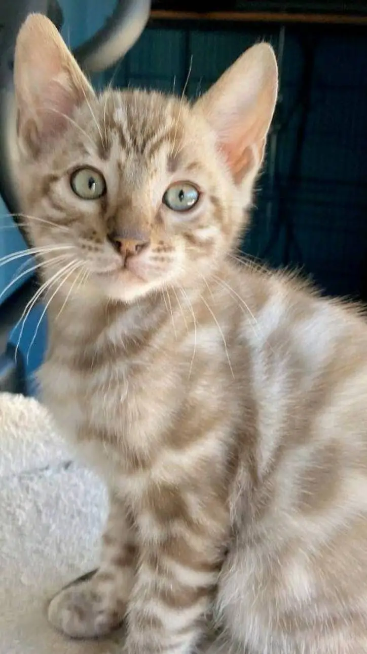 ai character: cat that cats background
