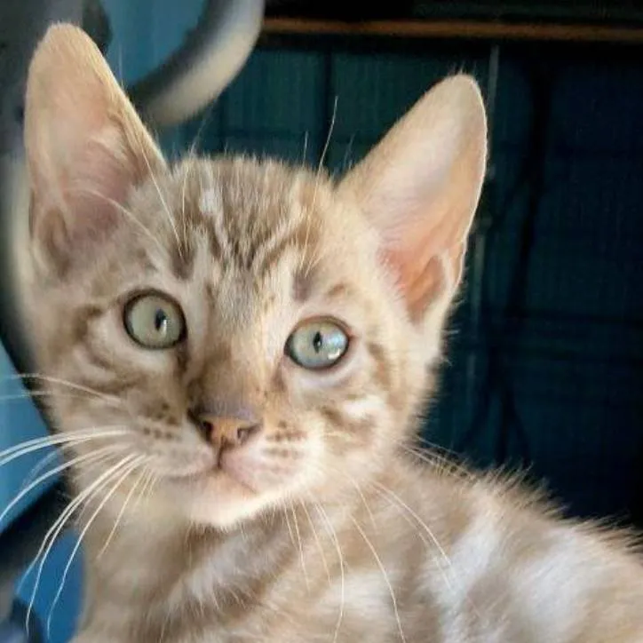 chat with ai character: cat that cats