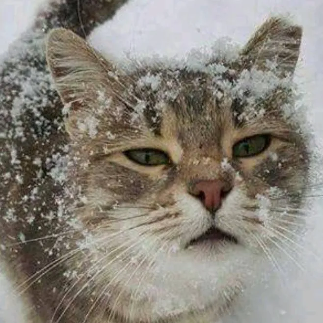 chat with ai character: cat that catting