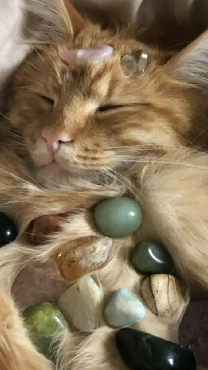 ai character: cat with rocks background