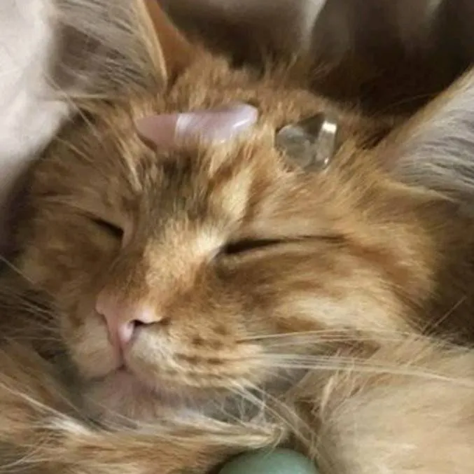 chat with ai character: cat with rocks