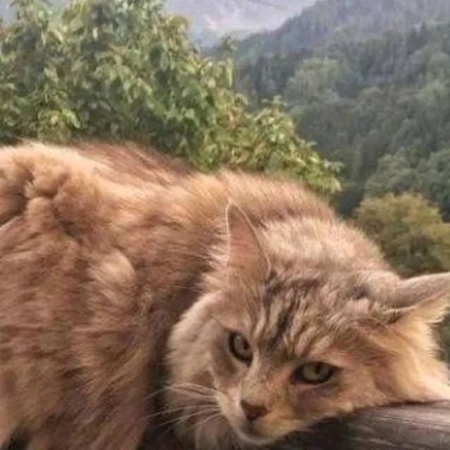chat with ai character: cat on a fence