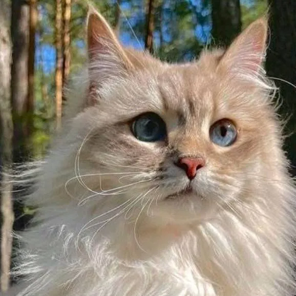 chat with ai character: cat the cat cat
