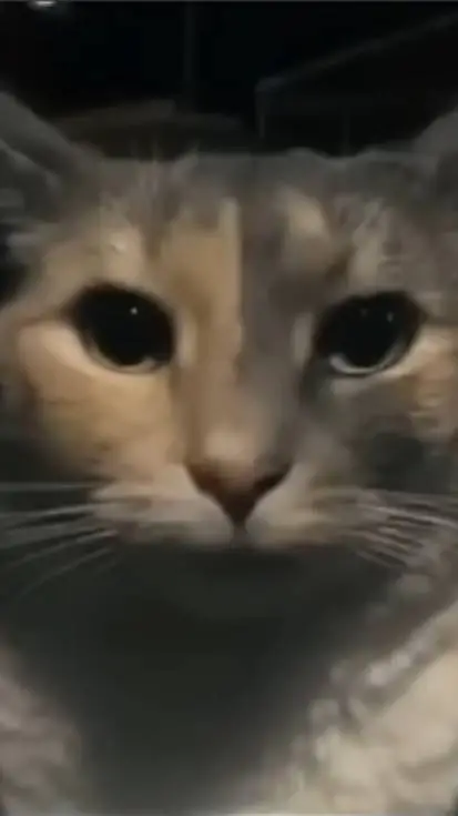 ai character: cat (very normal) background