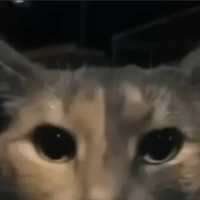 chat with ai character: cat (very normal)