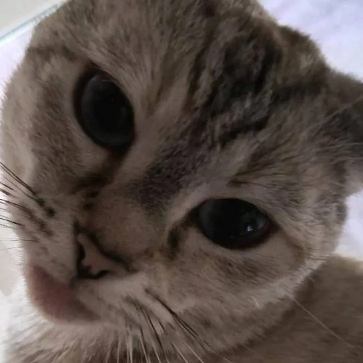 chat with ai character: catting 'round cat