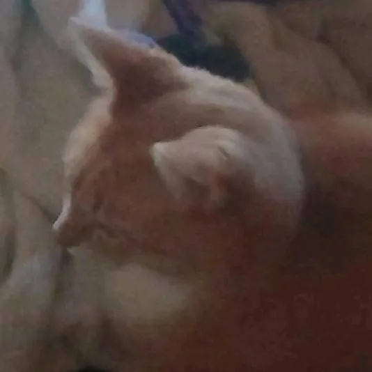 chat with ai character: loaf cat
