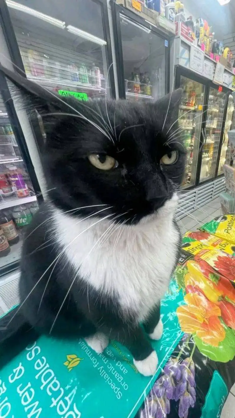 ai character: The shoup cat background