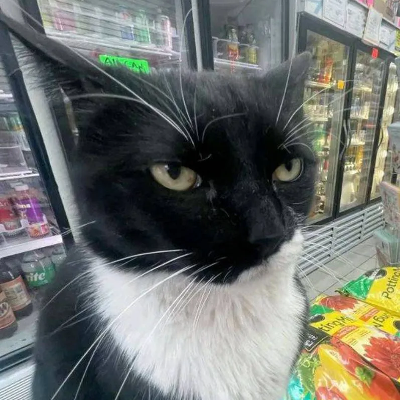 chat with ai character: The shoup cat