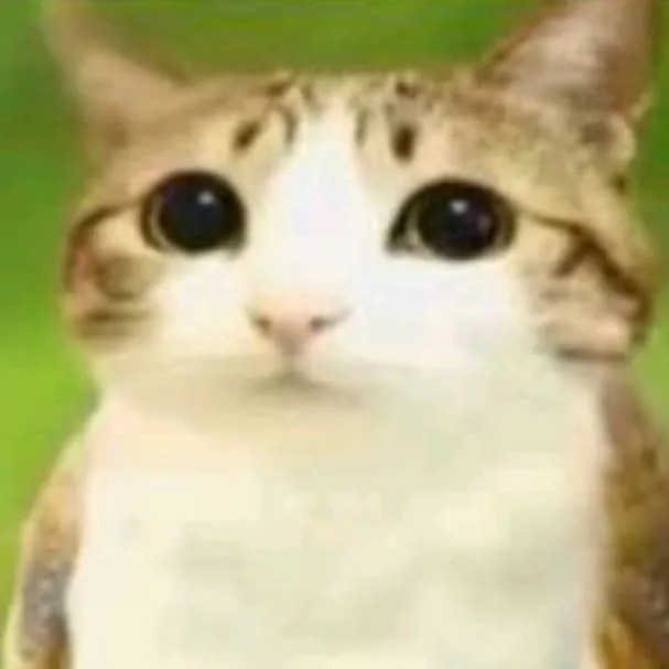 chat with ai character: avian cat