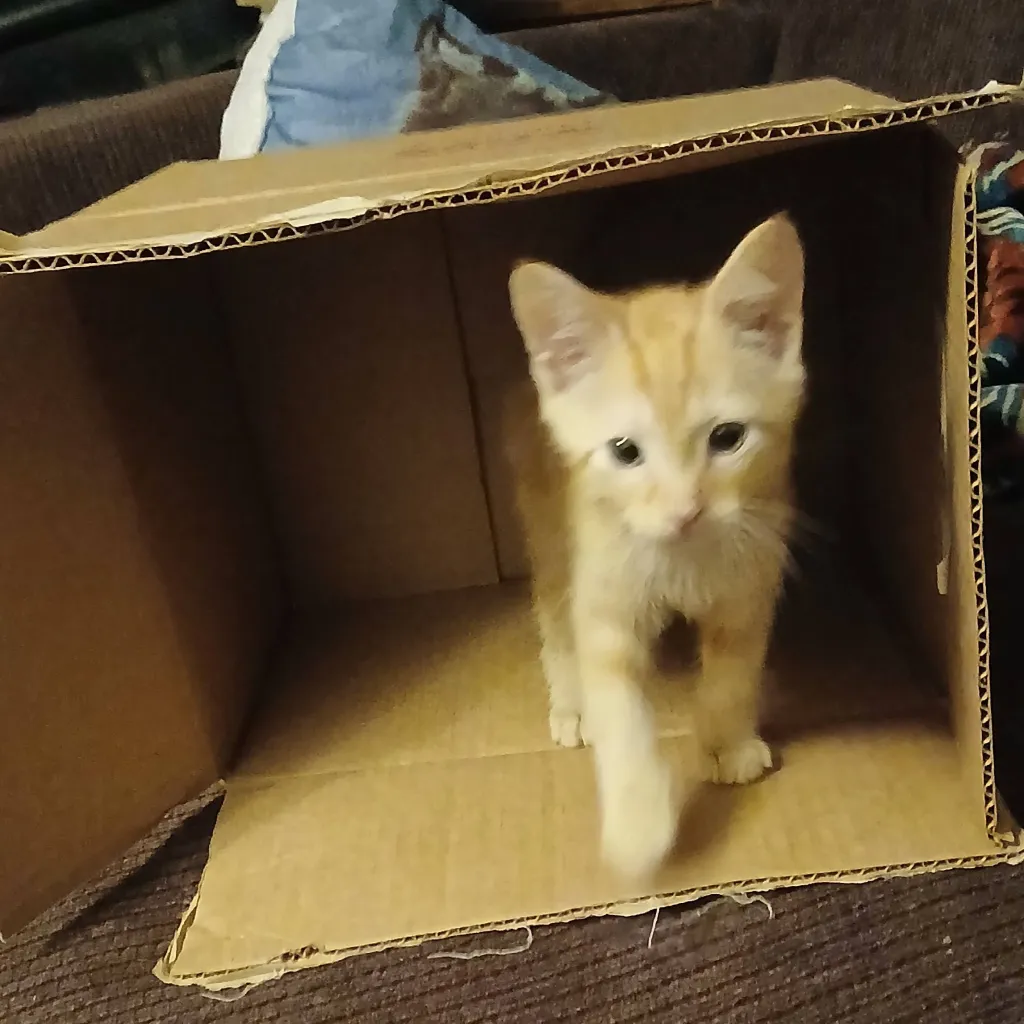 chat with ai character: kpdh