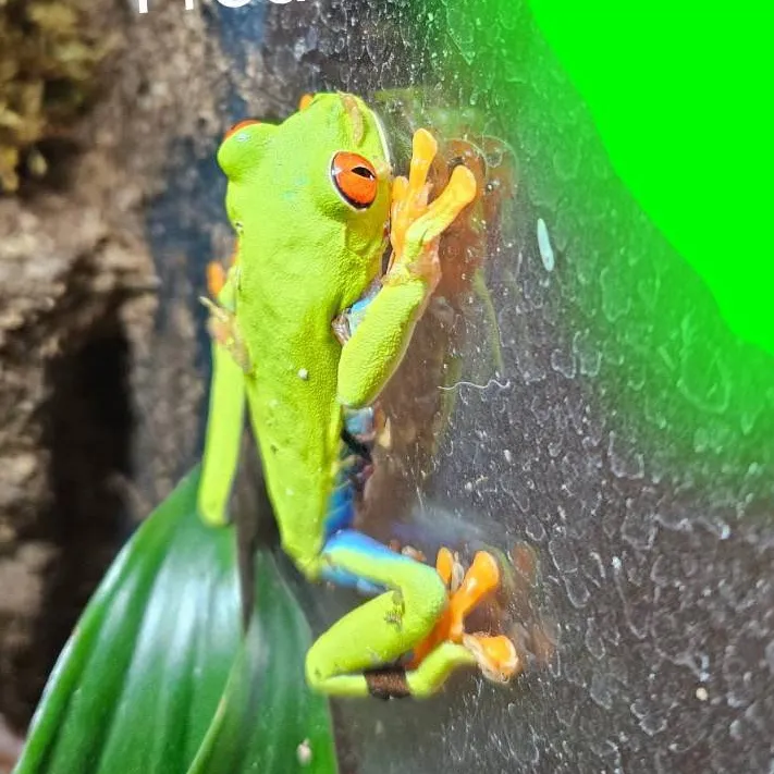 chat with ai character: kpdh period