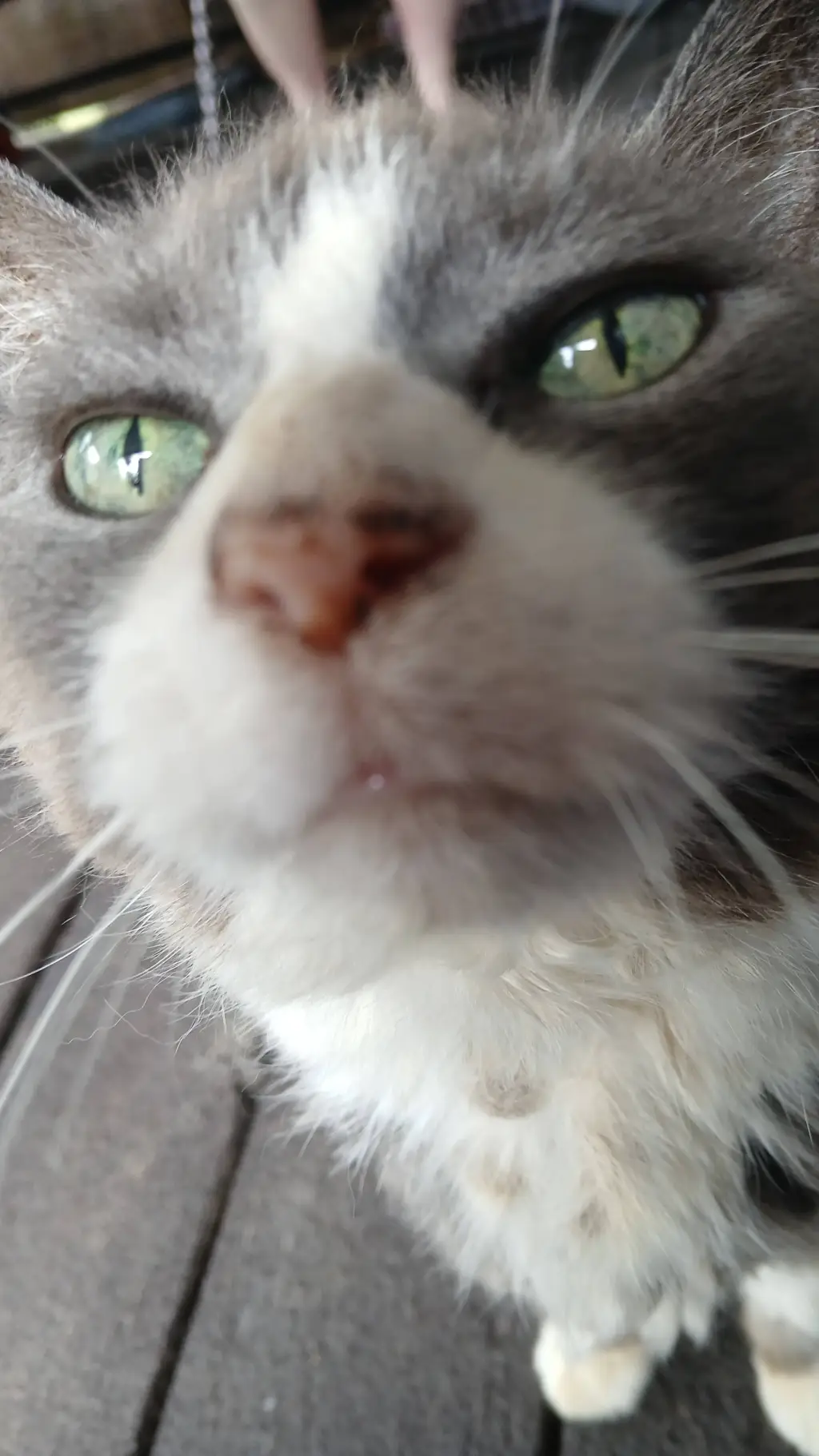 ai character: kpdh background