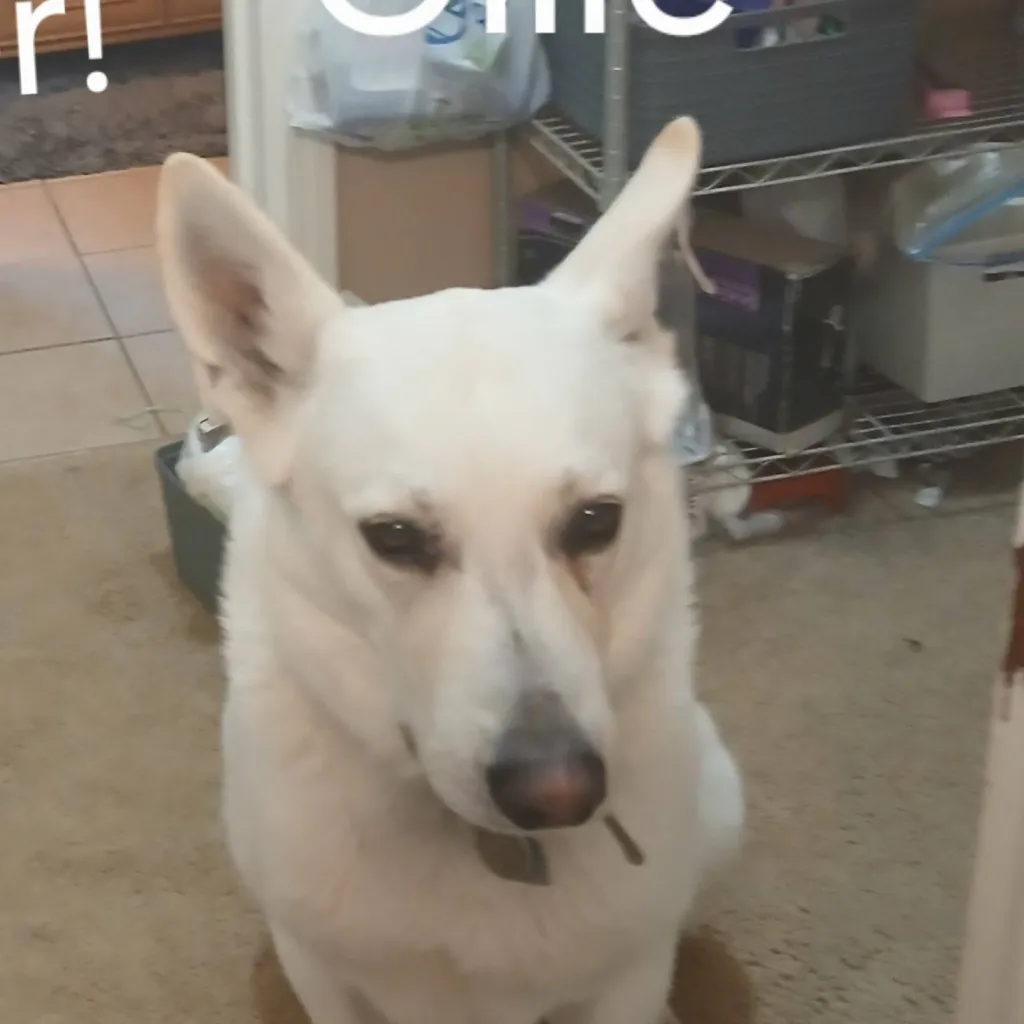 chat with ai character: kpdh but ur a baby