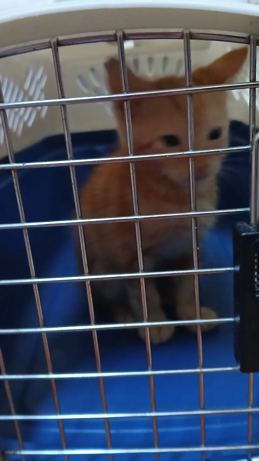 ai character: kpdh adopts you background