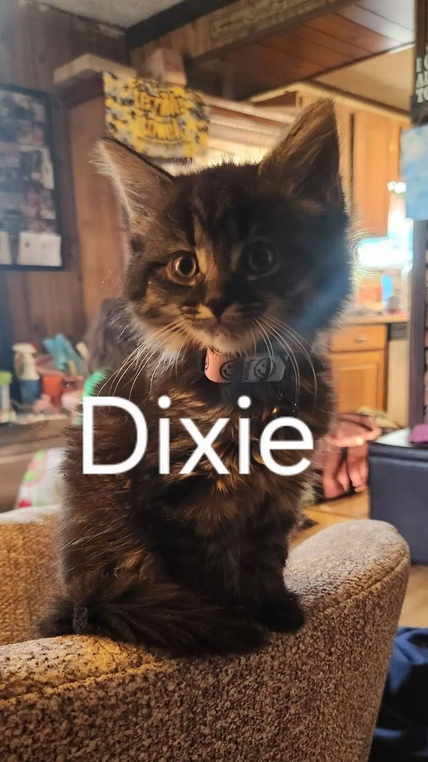 ai character: KPDH get a cat background