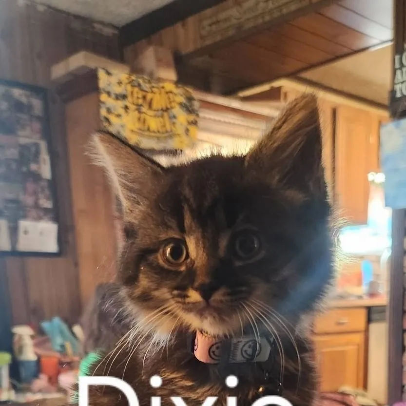 chat with ai character: KPDH get a cat