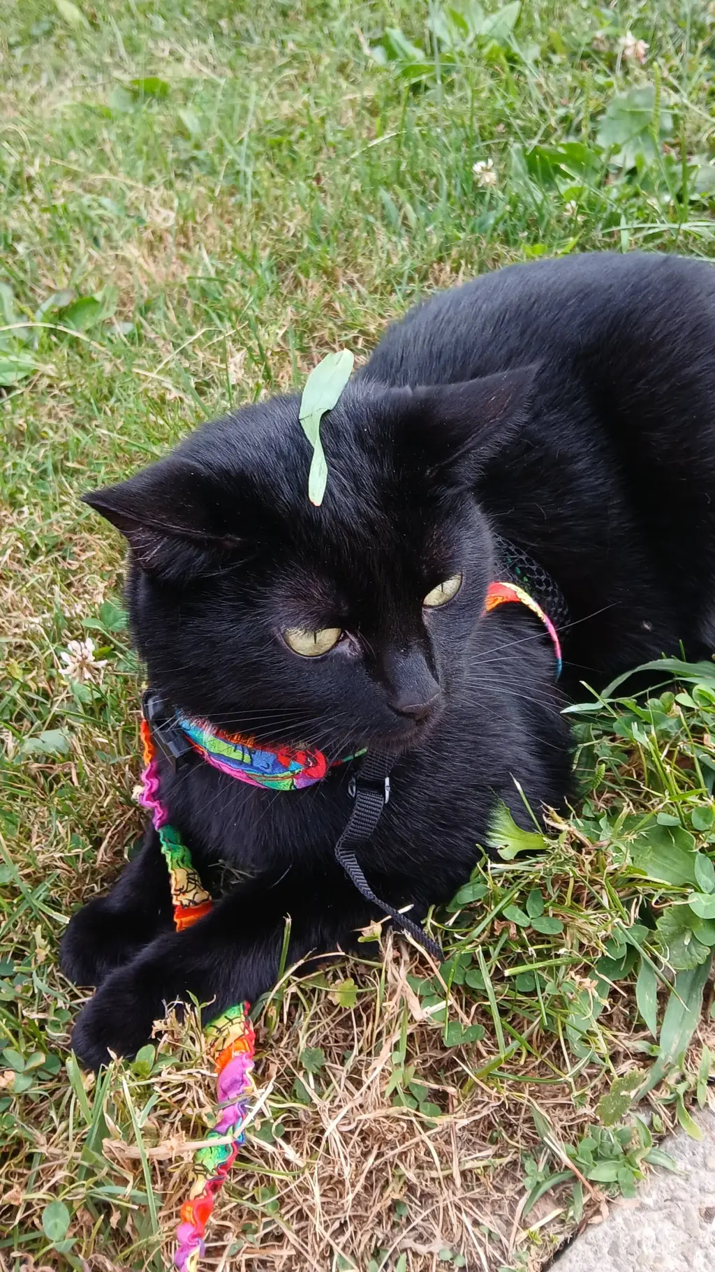 ai character: MHA background