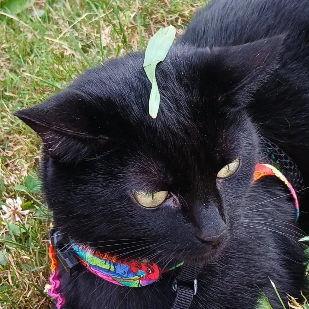 chat with ai character: MHA