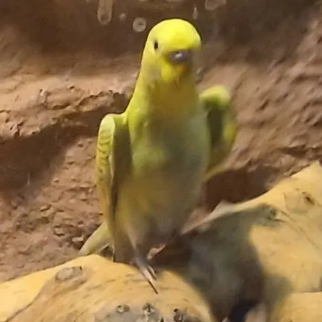 chat with ai character: Eminem