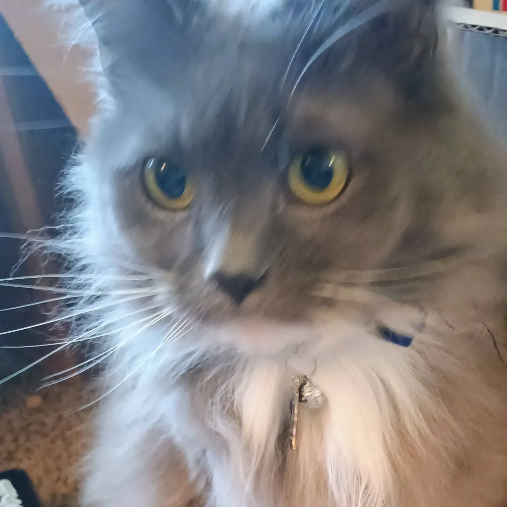 chat with ai character: fluff