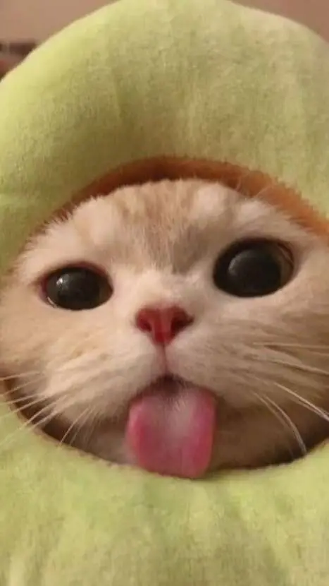 ai character: gato aguacate background