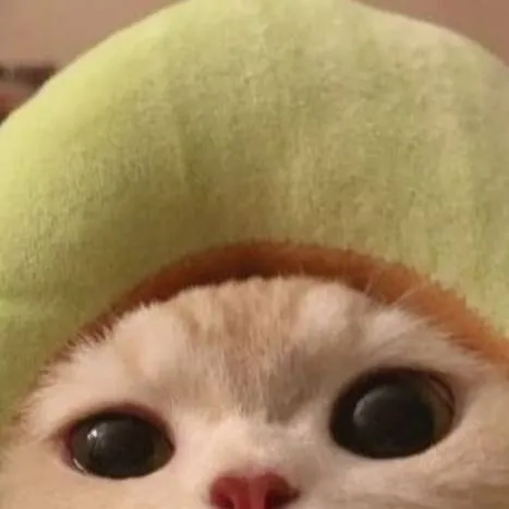 chat with ai character: gato aguacate