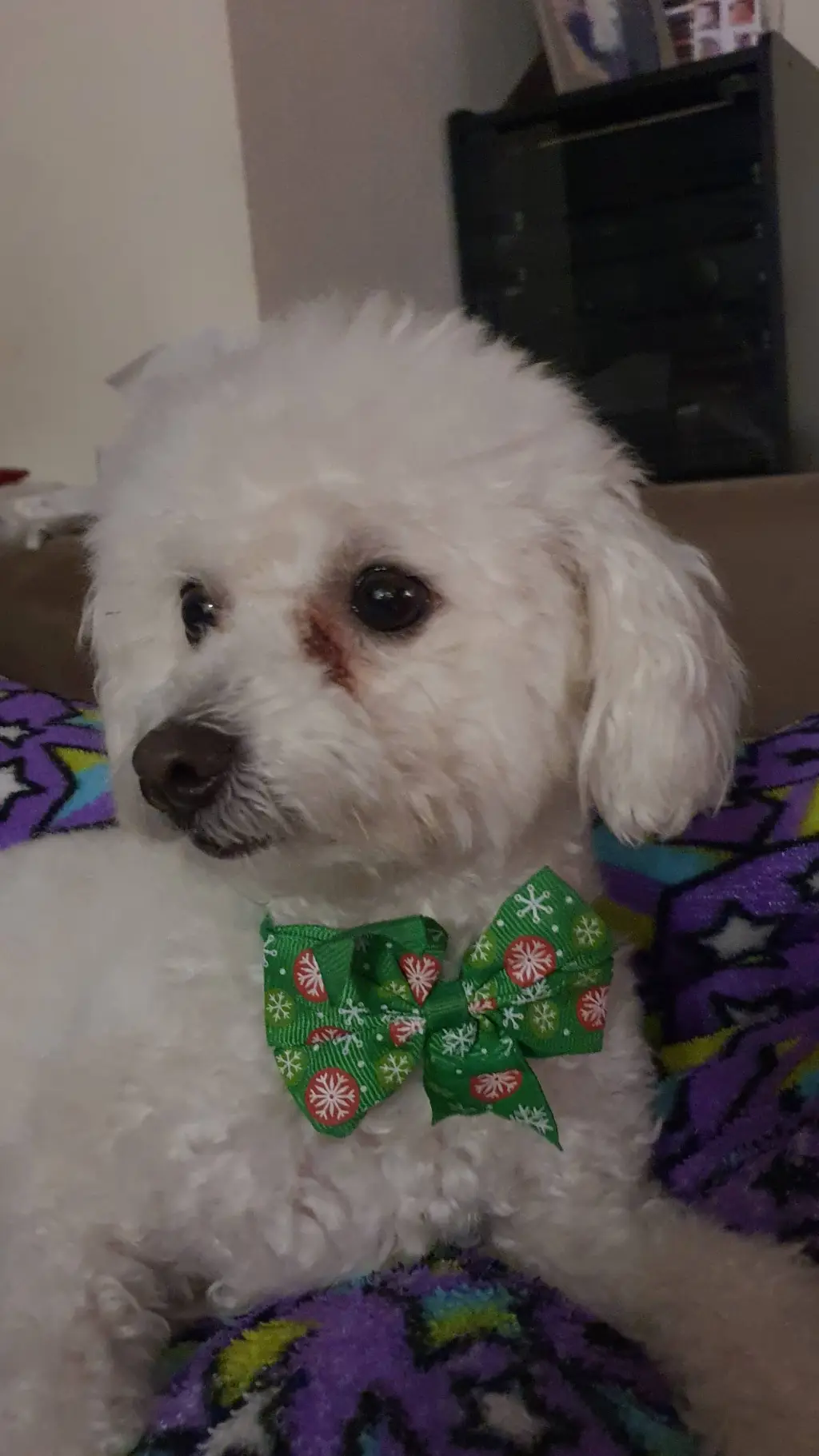 ai character: Tu perrita background