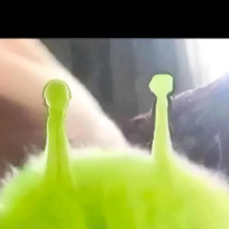 chat with ai character: alien cat