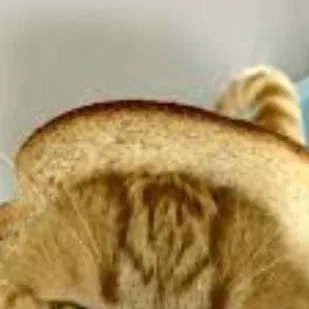 chat with ai character: bread👍