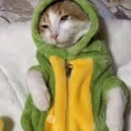 chat with ai character: dino kitty!