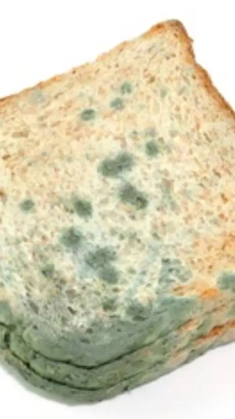 ai character: schimmel toast  background