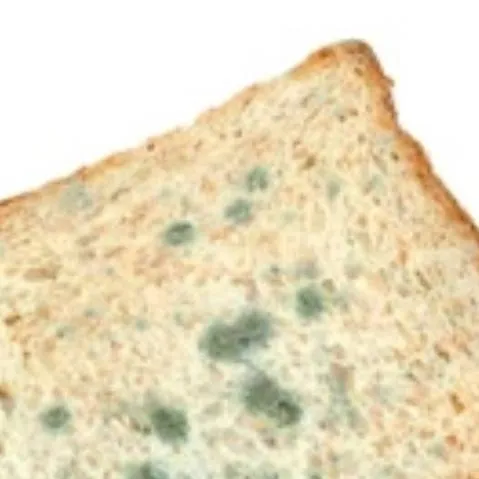 chat with ai character: schimmel toast 