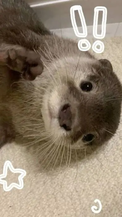 ai character: 🫶🏻 perro de agua🫶🏻 background