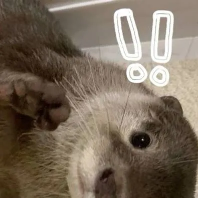 chat with ai character: 🫶🏻 perro de agua🫶🏻