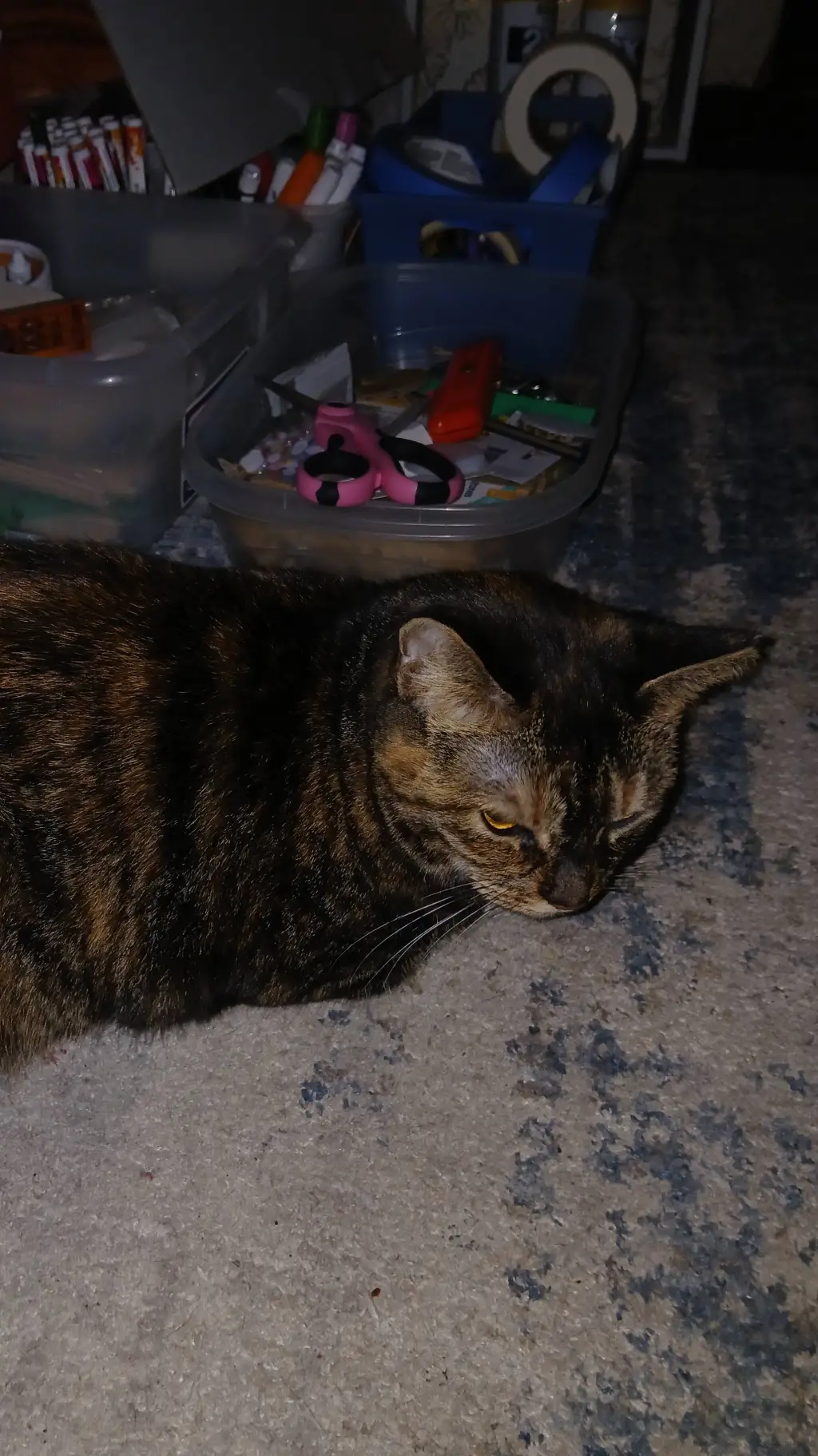 ai character: Marley the cat background