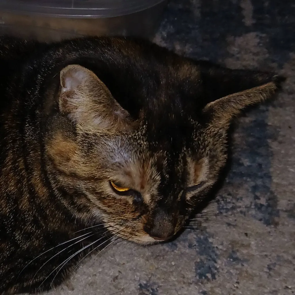 chat with ai character: Marley the cat