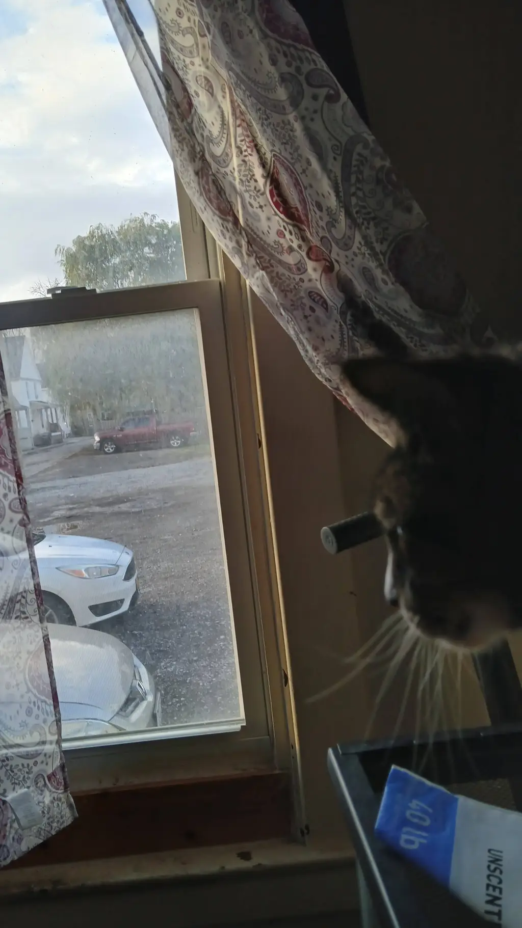 ai character: Princess the cat background