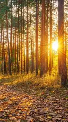 Talkie AI - Chat with Forest