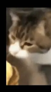 ai character: kitty background