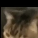 chat with ai character: kitty