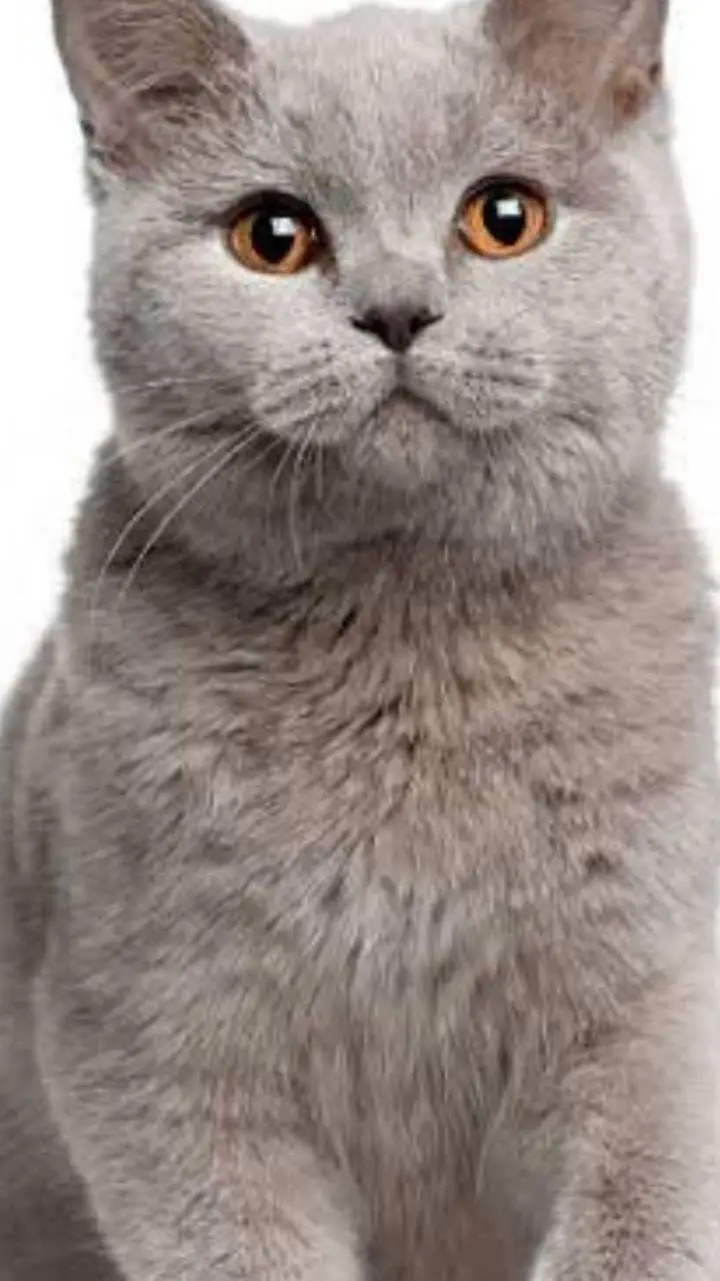 ai character: gato: miau? background