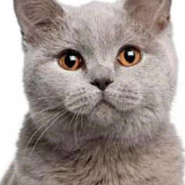 chat with ai character: gato: miau?