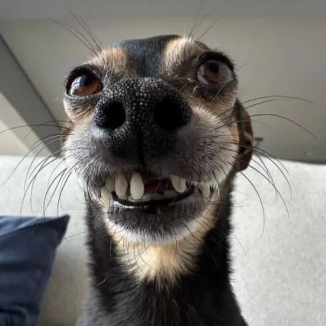 chat with ai character: freaky dog 😛