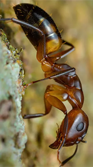 Talkie AI - Chat with Ant colony