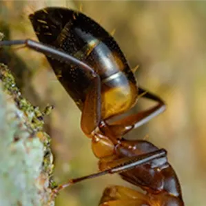 chat with ai character: Ant colony